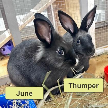 June, Adoptable, Baby Male Lionhead & Bunny Rabbit.