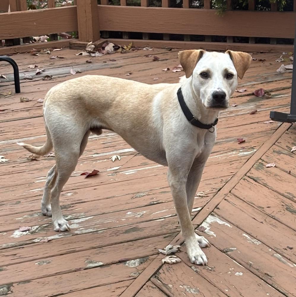 Sunny, a Adoptable mixed breed in Clovis, NM image 2/6