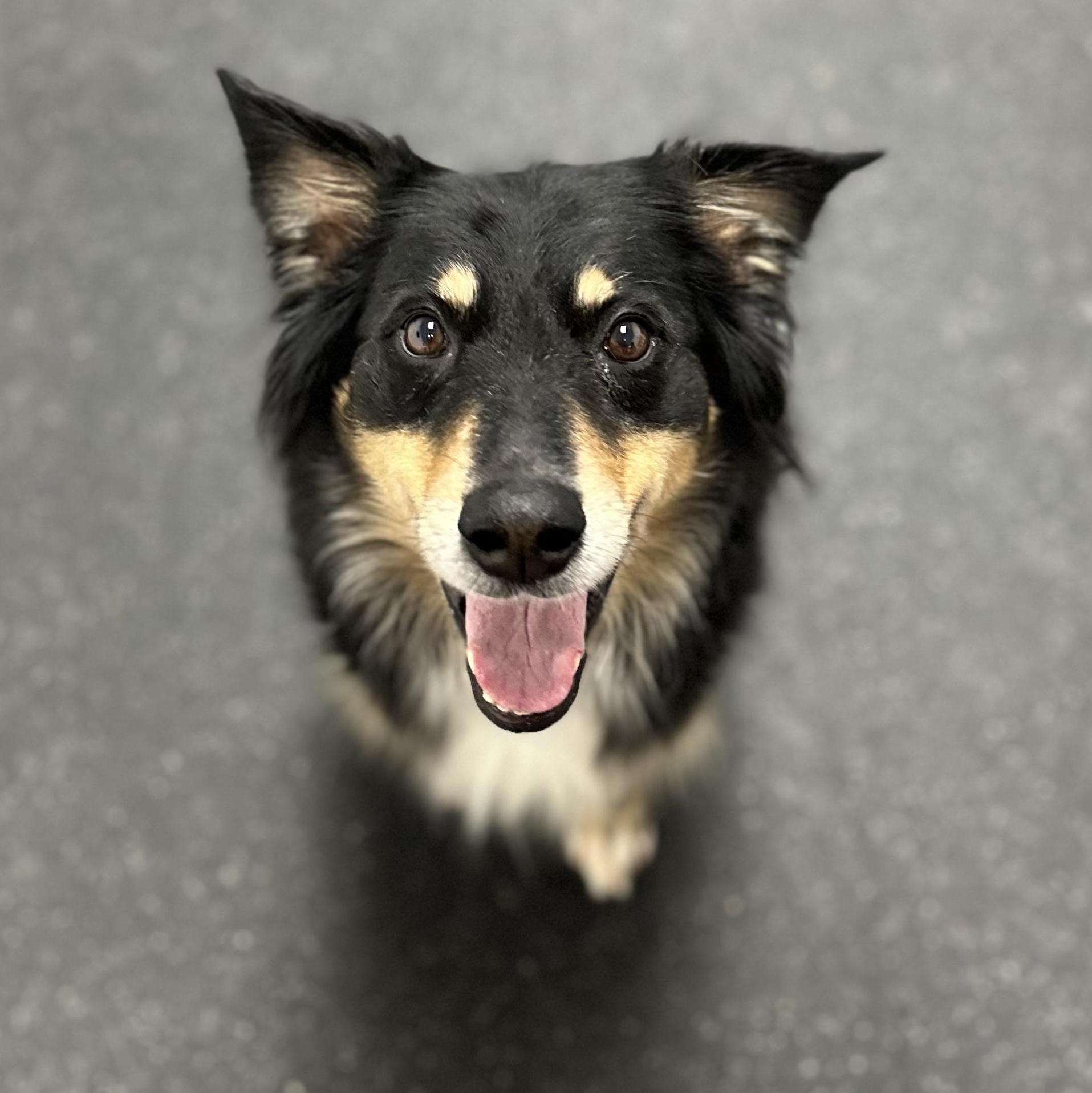 Enlarge Briley, an adopted mixed breed in Youngstown, OH image 4/4