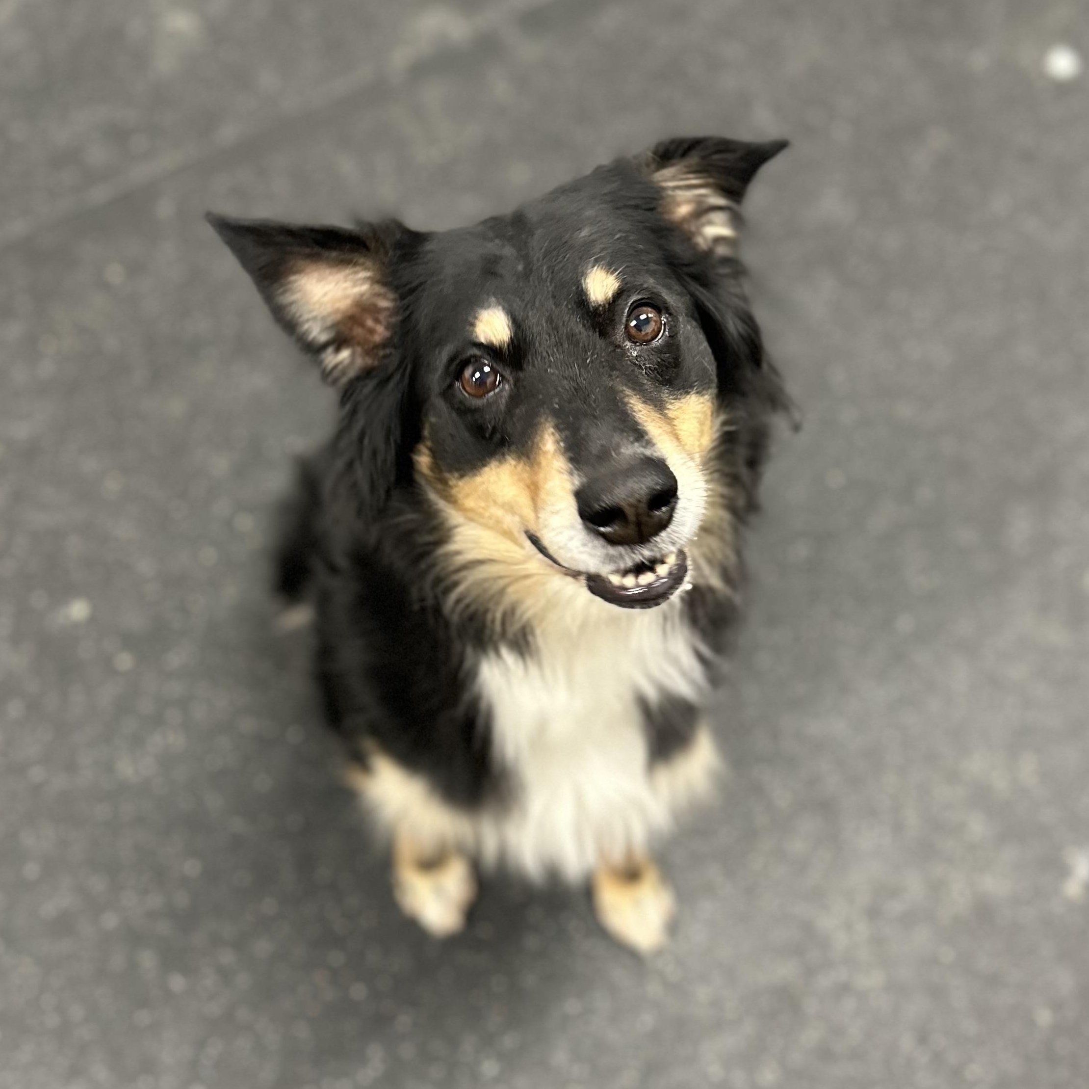 Enlarge Briley, an adopted mixed breed in Youngstown, OH image 3/4