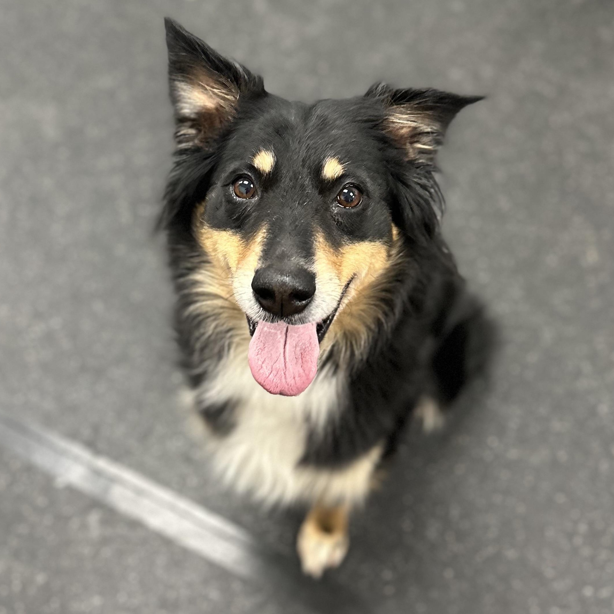 Enlarge Briley, an adopted mixed breed in Youngstown, OH image 1/4