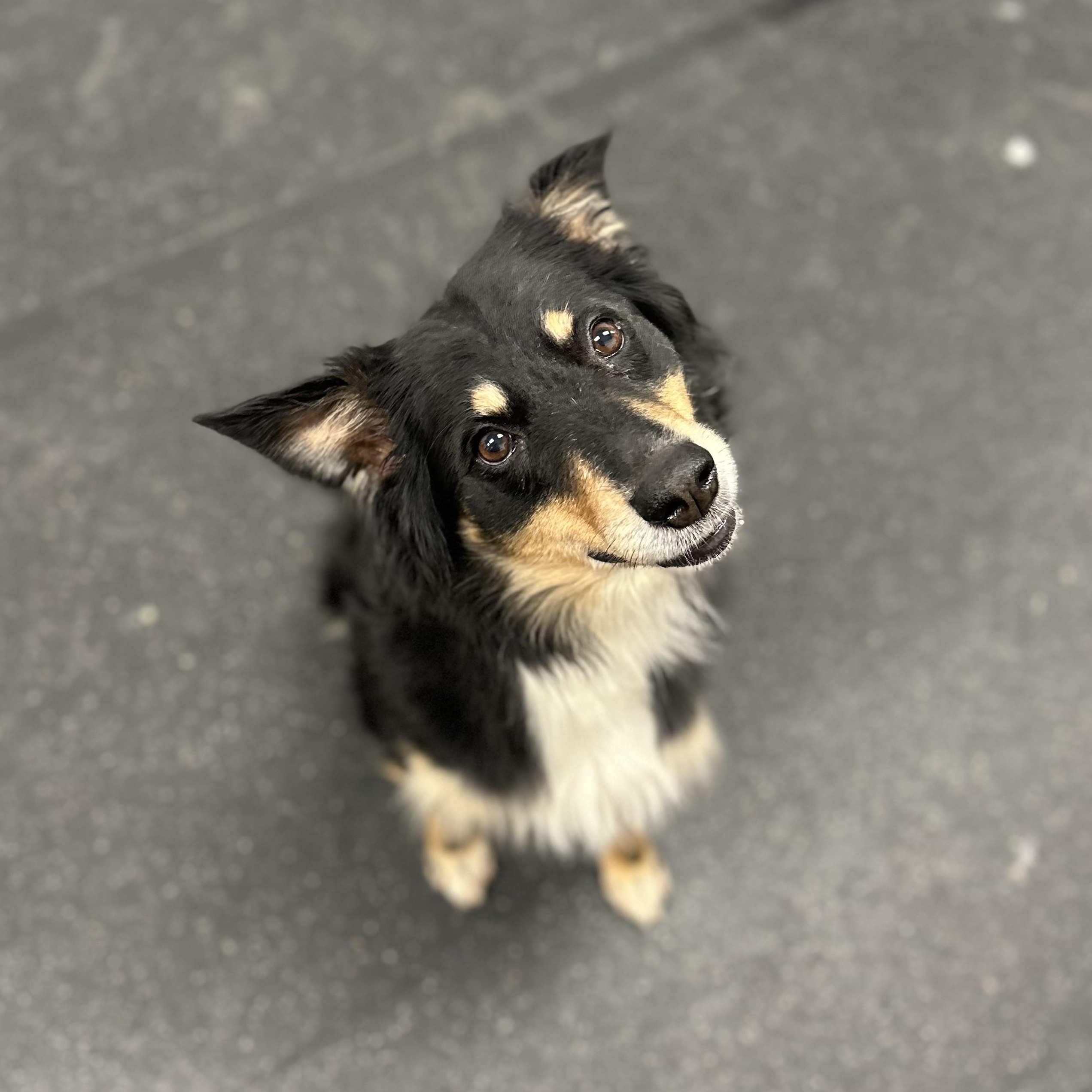 Enlarge Briley, an adopted mixed breed in Youngstown, OH image 2/4