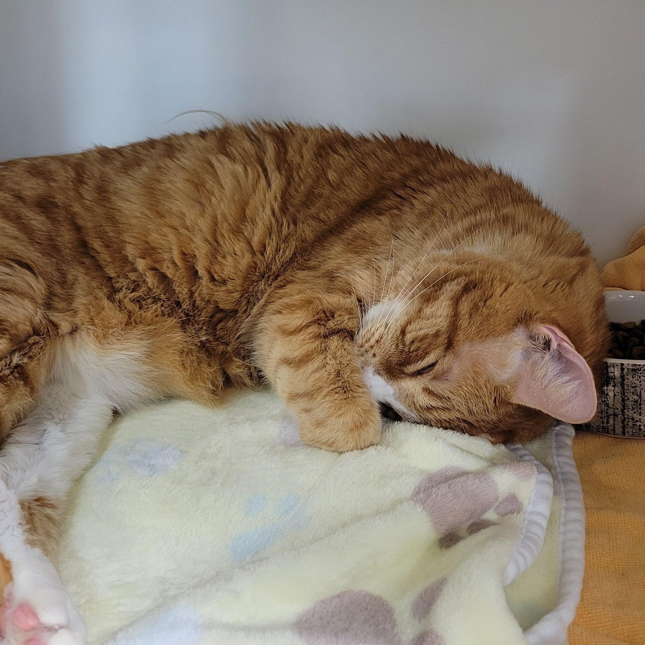 Franklin, Adoptable, Adult Male Domestic Short Hair.