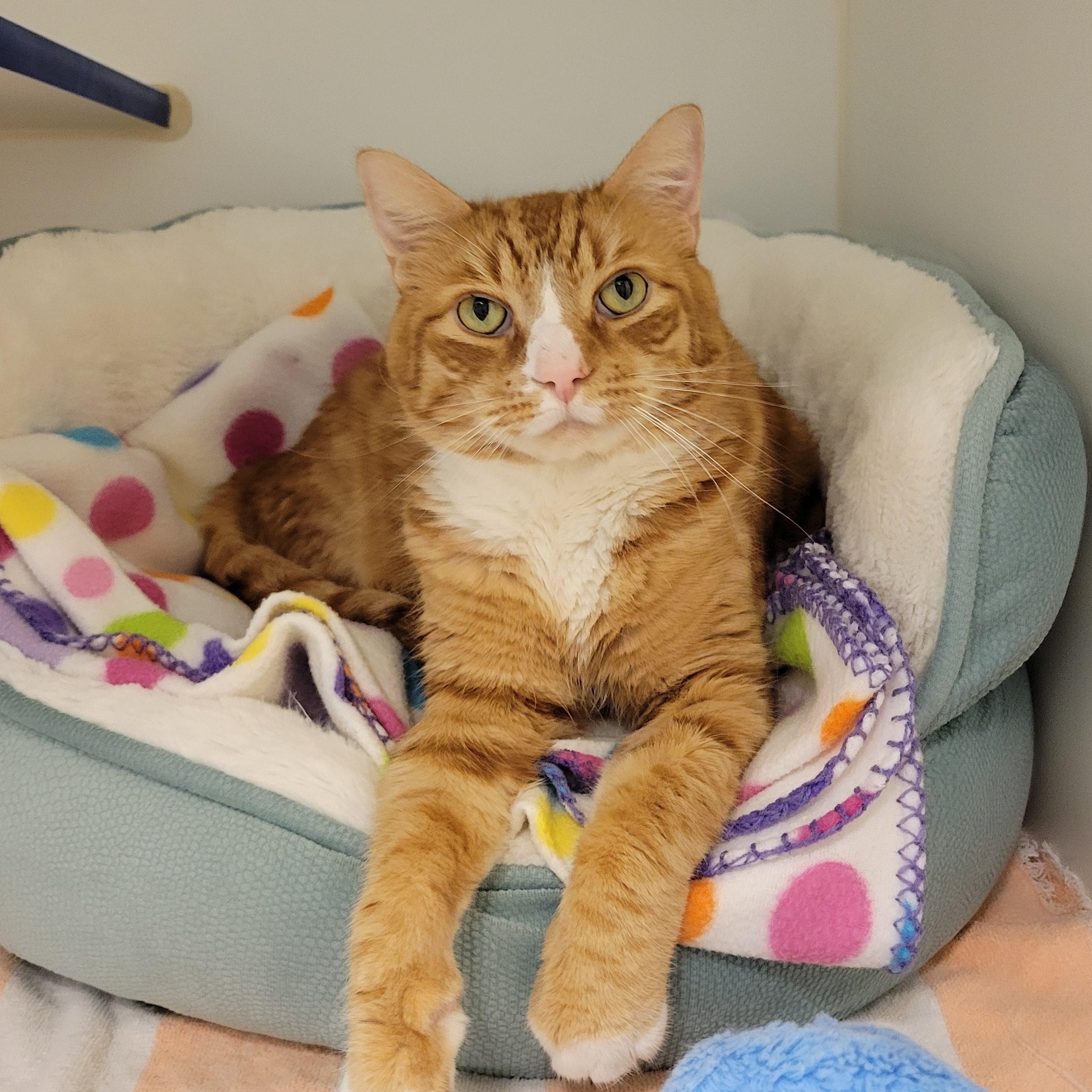 Franklin, a Adoptable Domestic Short Hair in Cathedral City, CA image 1/2
