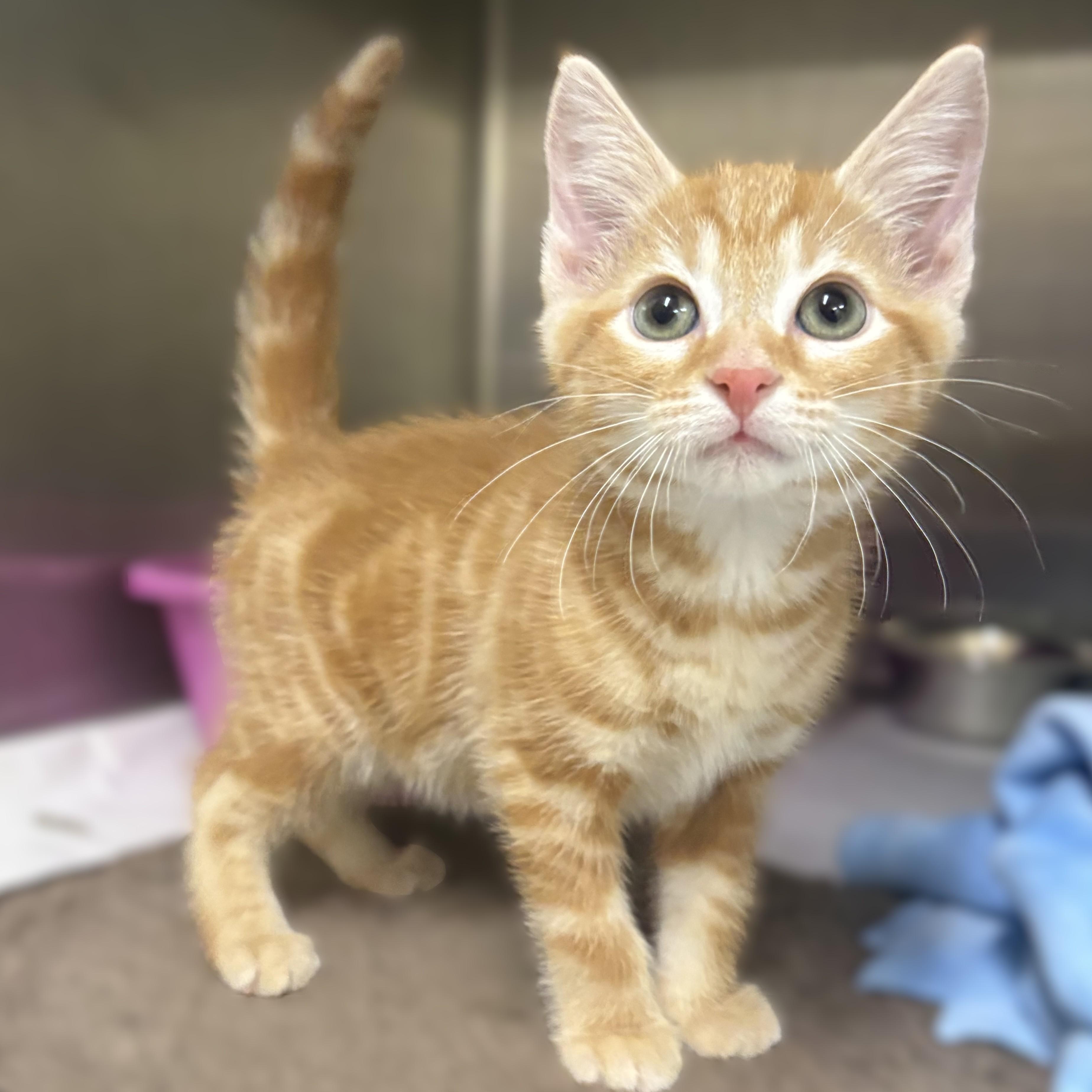 Rob- 52000, adopted, Kitten Male Domestic Short Hair.