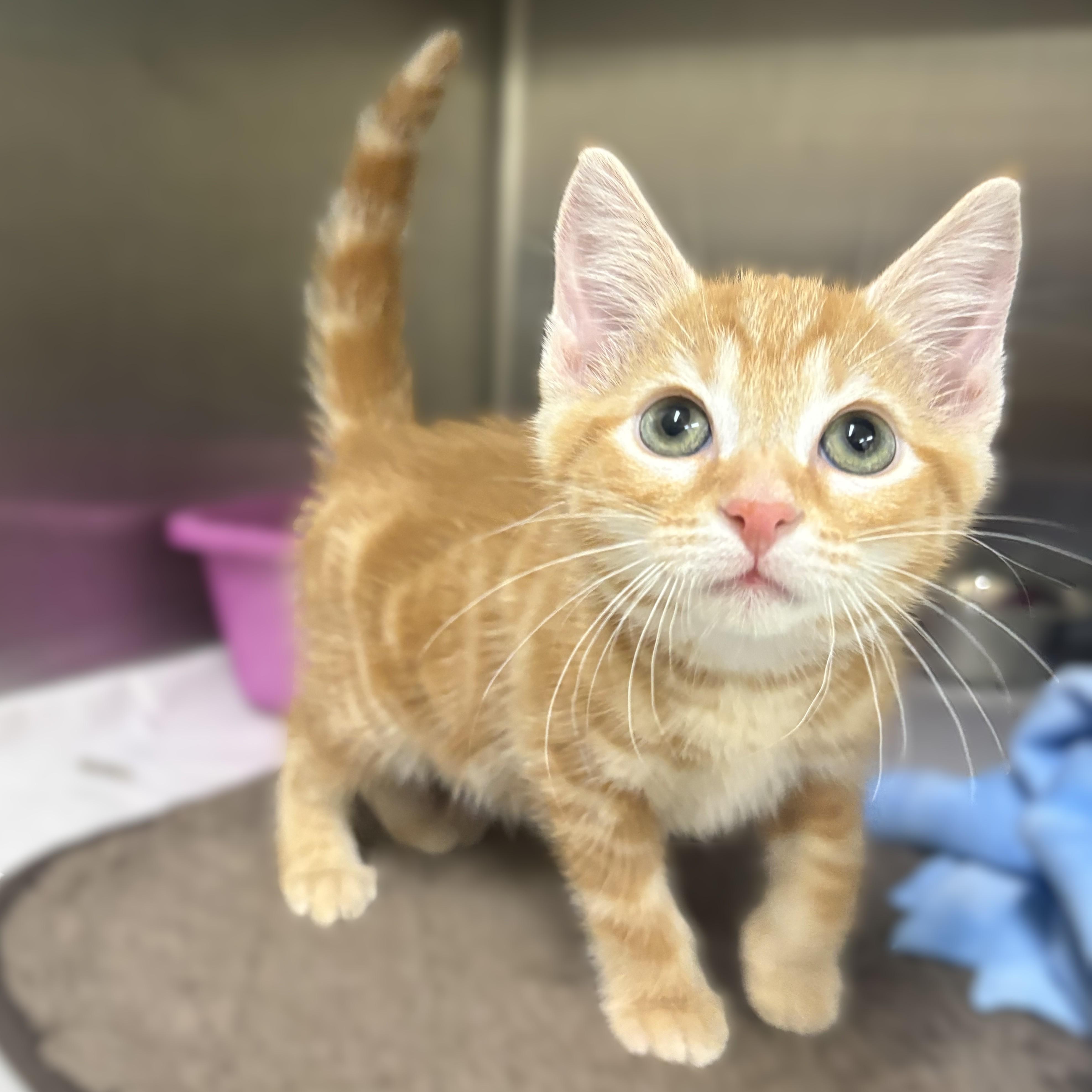 Enlarge Rob- 52000, an adopted Domestic Short Hair in Columbia, MD image 3/3