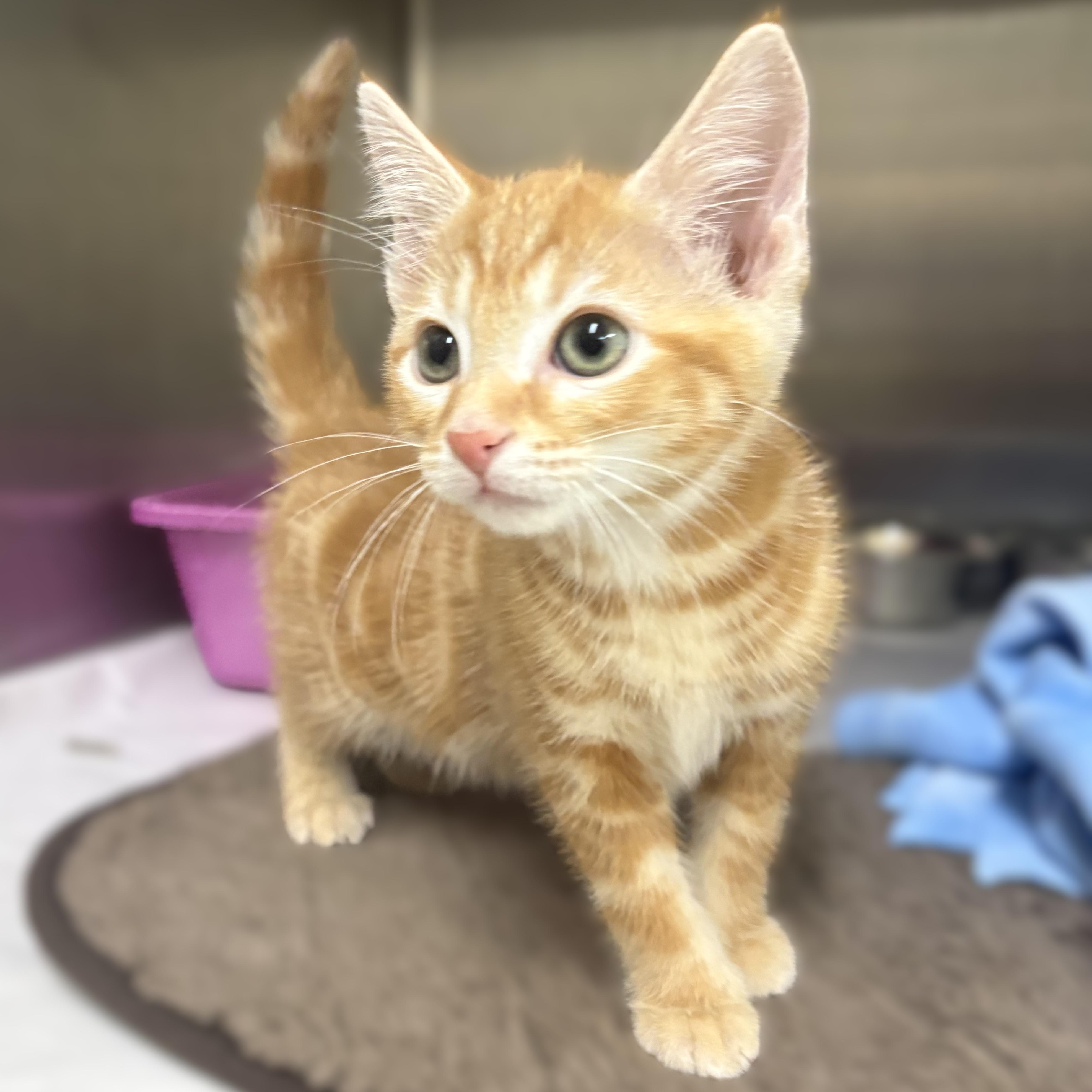 Enlarge Rob- 52000, an adopted Domestic Short Hair in Columbia, MD image 2/3