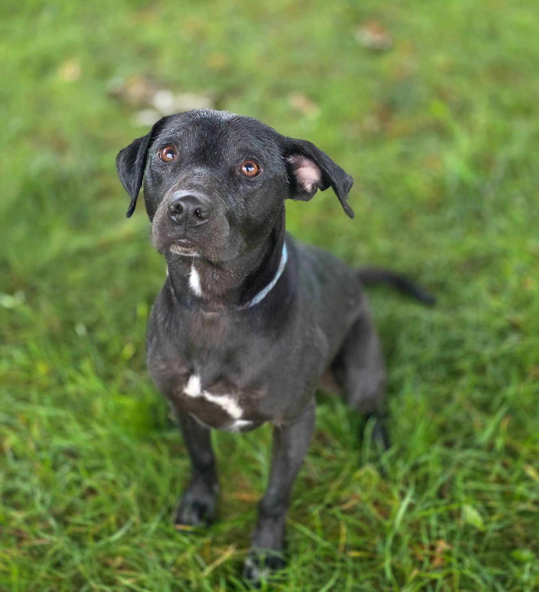 Enlarge Mimi, a Adoptable mixed breed in Shelby, MI image 1/1