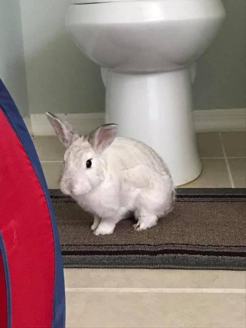 Pat, Adoptable, Senior Male Dwarf.