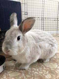Enlarge Pat, a Adoptable Dwarf in Brandon, FL image 2/6