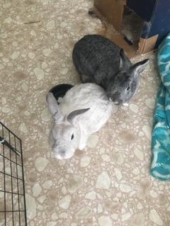 Enlarge Pat, a Adoptable Dwarf in Brandon, FL image 5/6