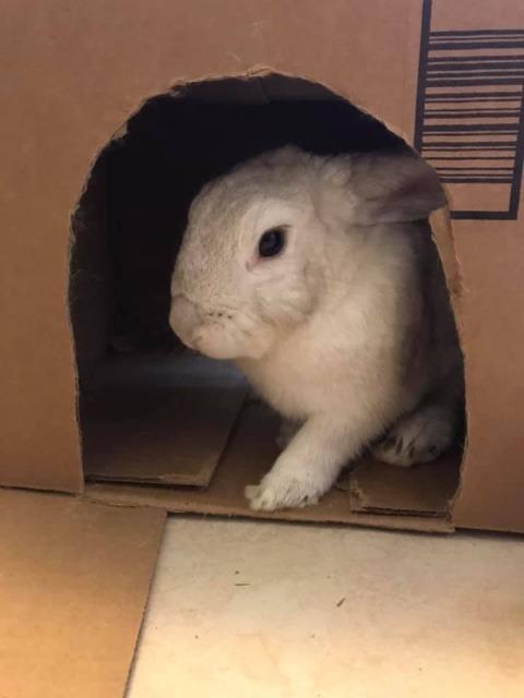 Enlarge Pat, a Adoptable Dwarf in Brandon, FL image 6/6