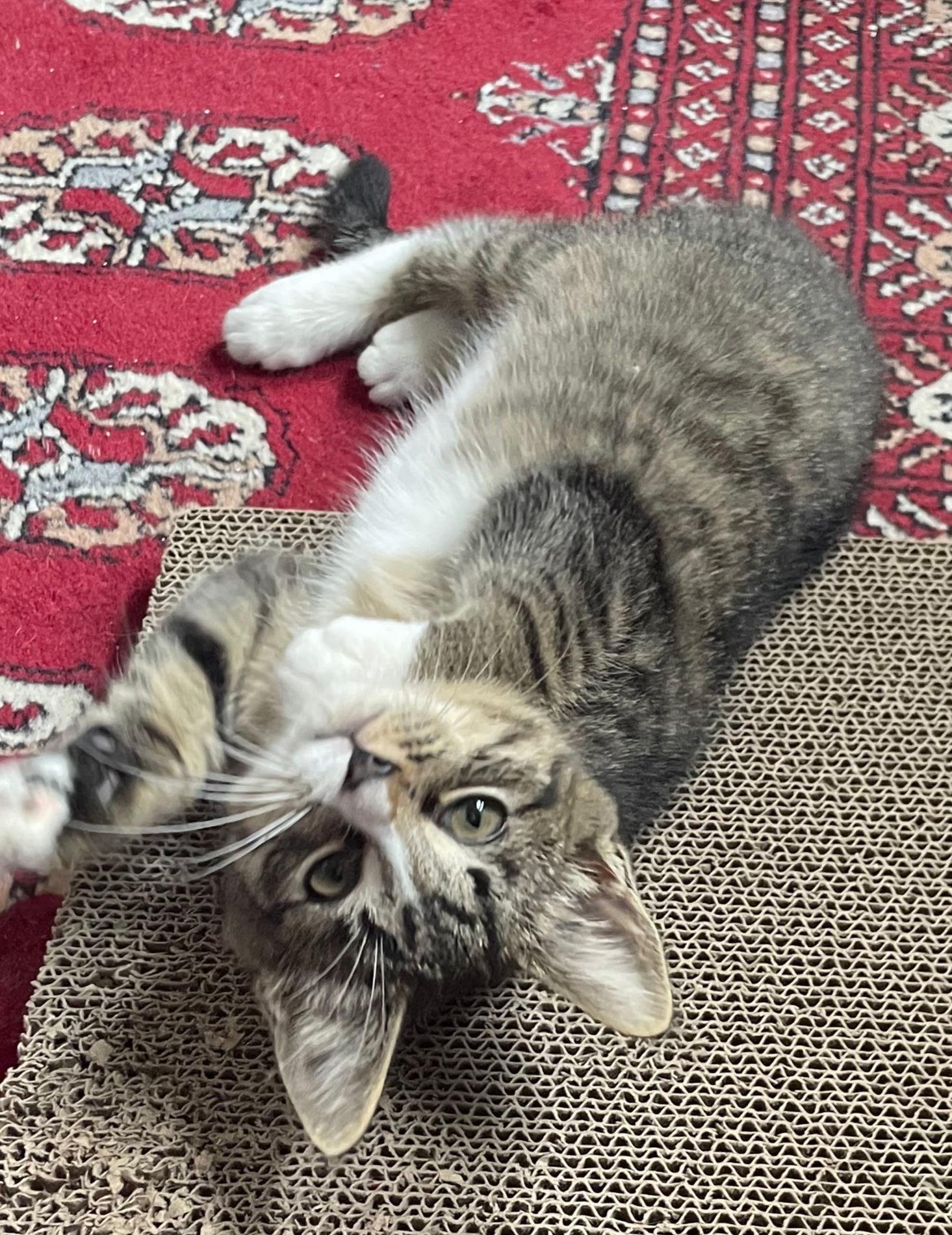 Kate, Adoptable, Kitten Female Domestic Short Hair.