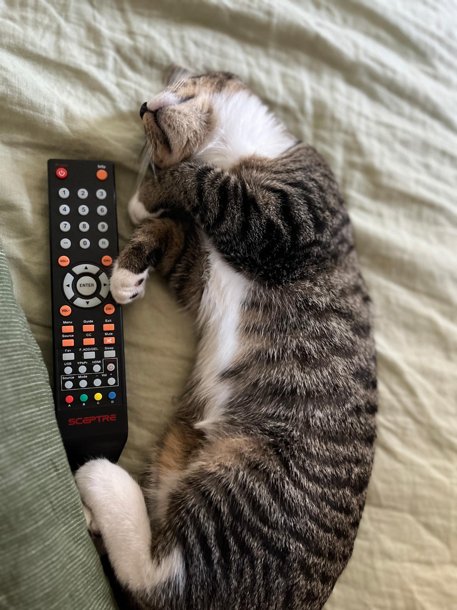 Enlarge Kate, a Adoptable Domestic Short Hair in East Hanover, NJ image 3/3