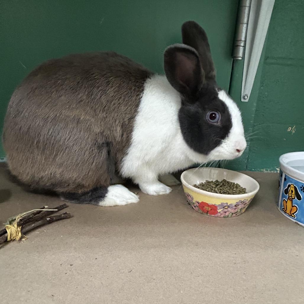 Enlarge Sapphire, a Adoptable Dutch in Pittsburgh, PA image 1/6