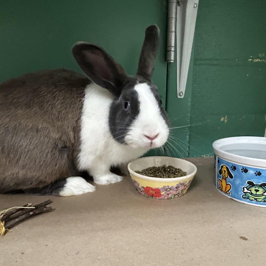 Enlarge Sapphire, a Adoptable Dutch in Pittsburgh, PA image 2/6