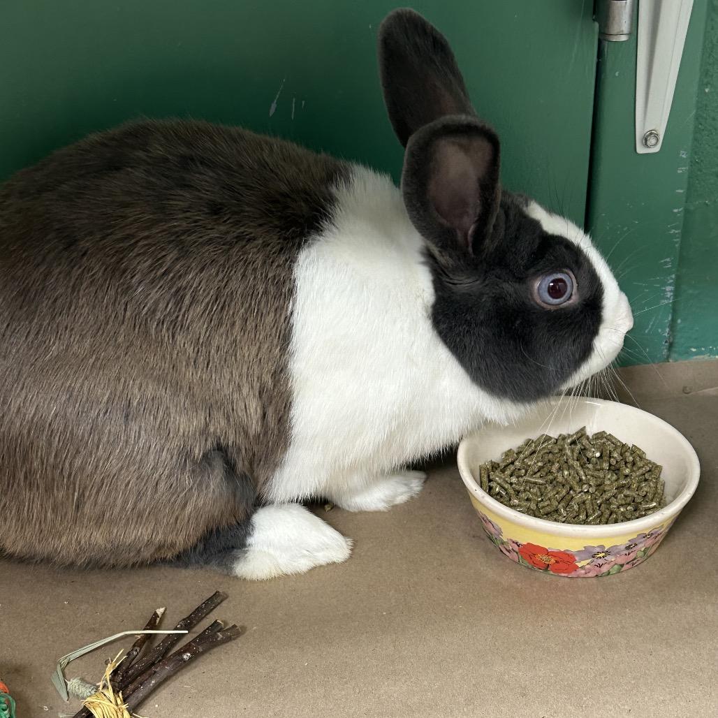 Enlarge Sapphire, a Adoptable Dutch in Pittsburgh, PA image 3/6