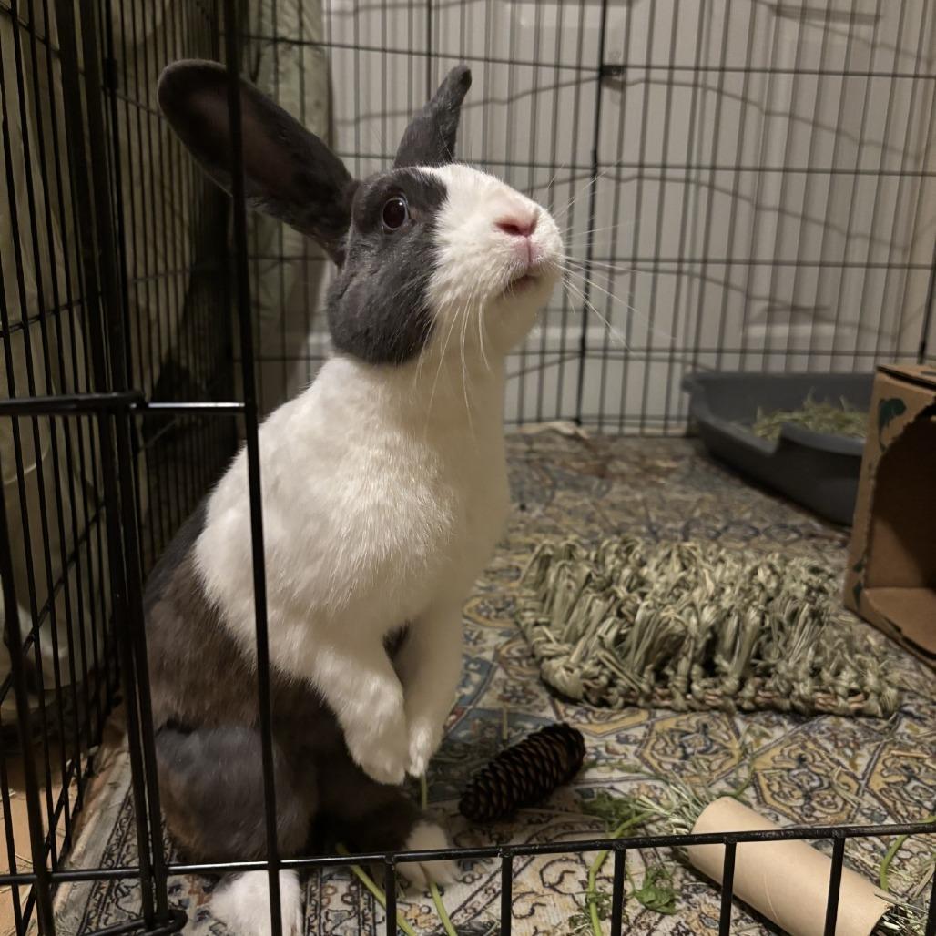 Enlarge Sapphire, a Adoptable Dutch in Pittsburgh, PA image 4/6