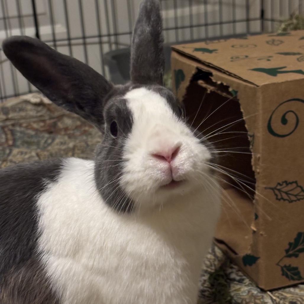 Enlarge Sapphire, a Adoptable Dutch in Pittsburgh, PA image 5/6