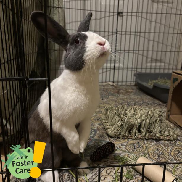 Sapphire, Adoptable, Adult Female Dutch.