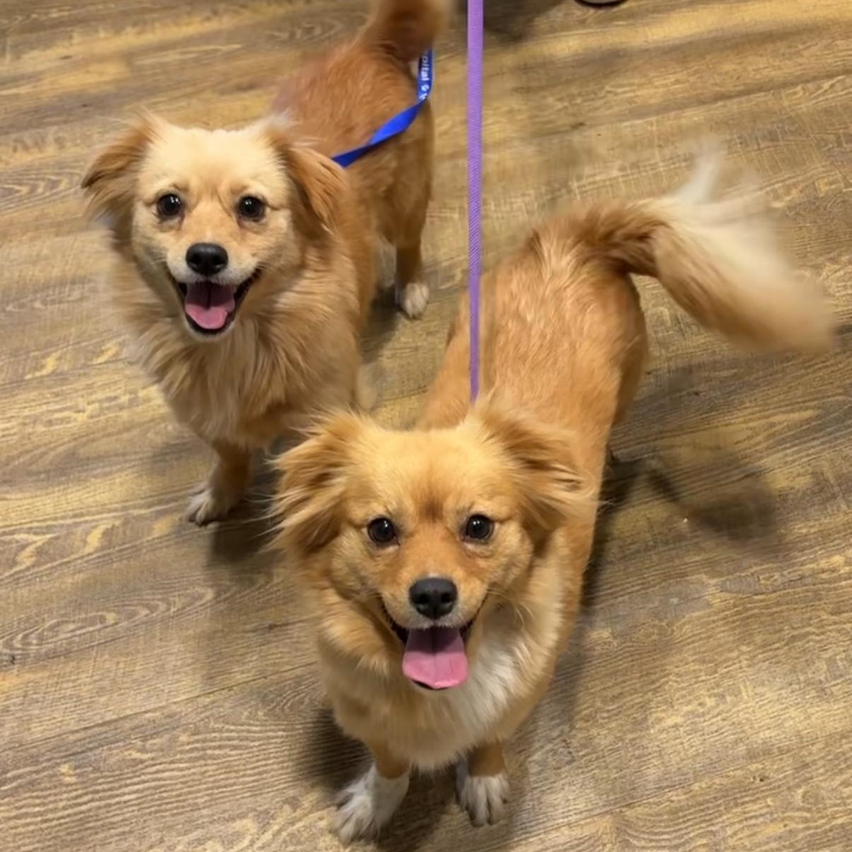 Peaches, an adopted mixed breed in Cumming, GA image 2/3