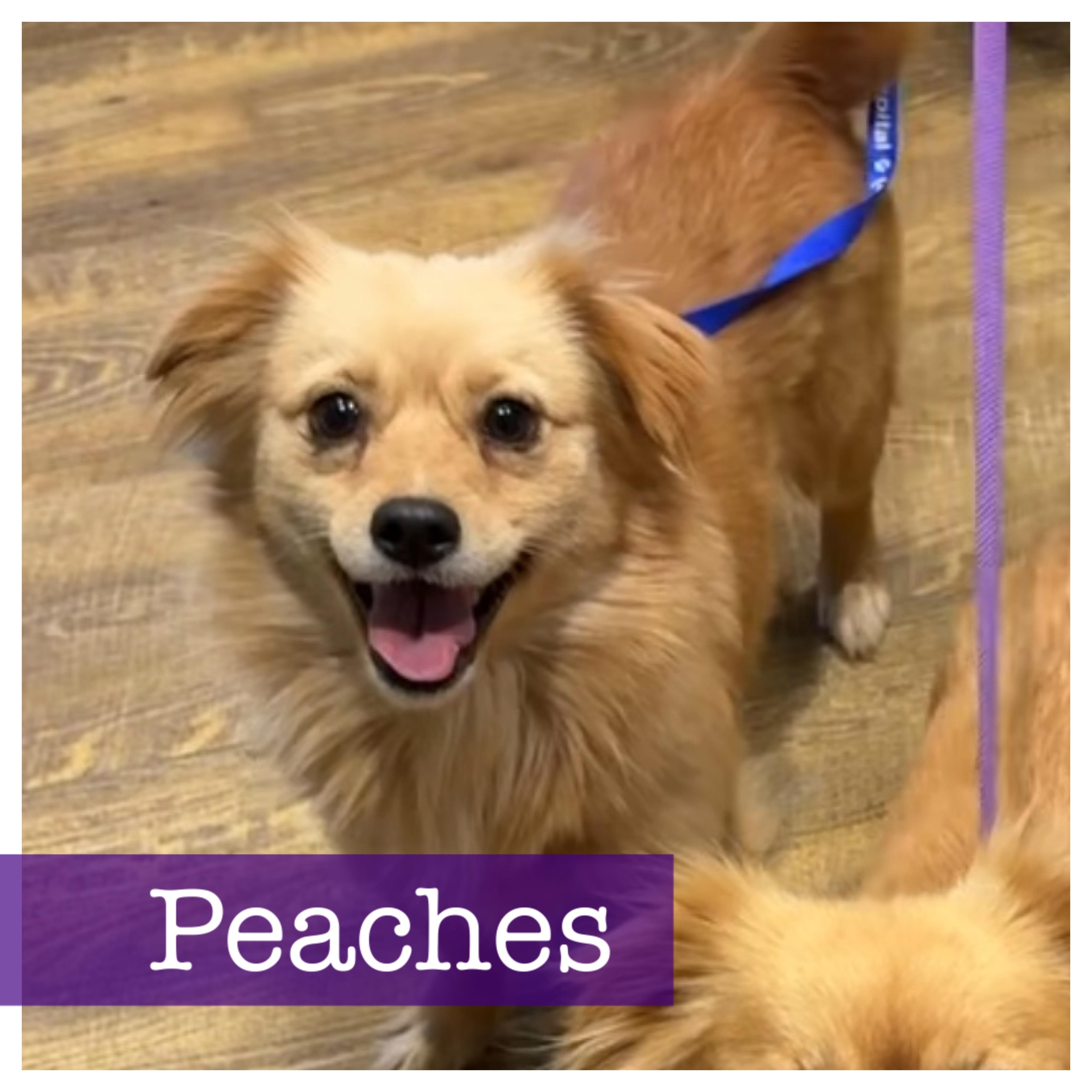 Peaches, adopted, Young Female Pomeranian & Dachshund (Long Haired).