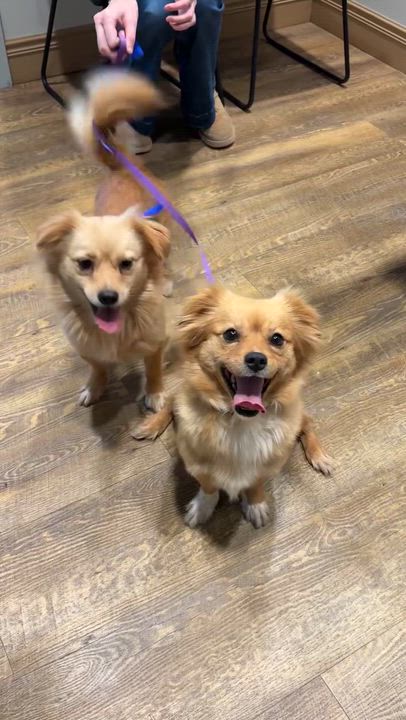 Enlarge Peaches, an adopted mixed breed in Cumming, GA video 3/3