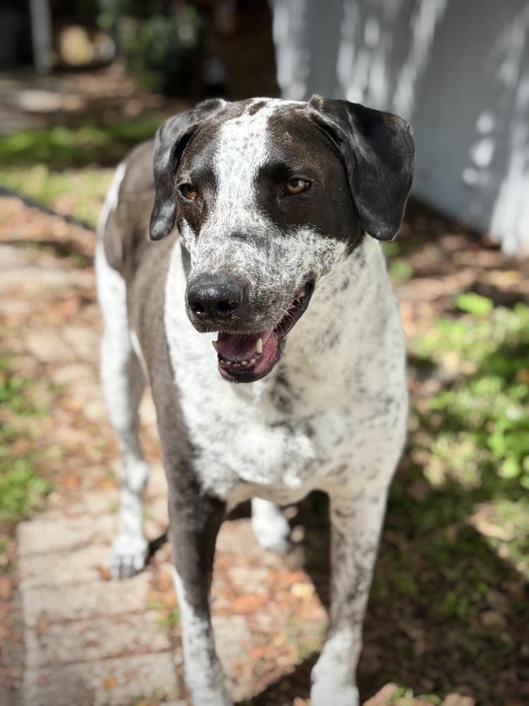 Shadow, Adoptable, Adult Male German Shorthaired Pointer & Mixed Breed.