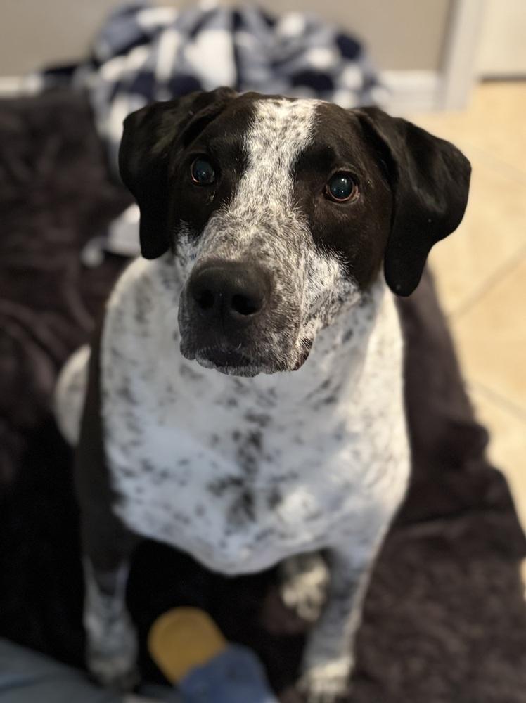 Enlarge Shadow, a Adoptable mixed breed in St. Petersburg, FL image 2/6