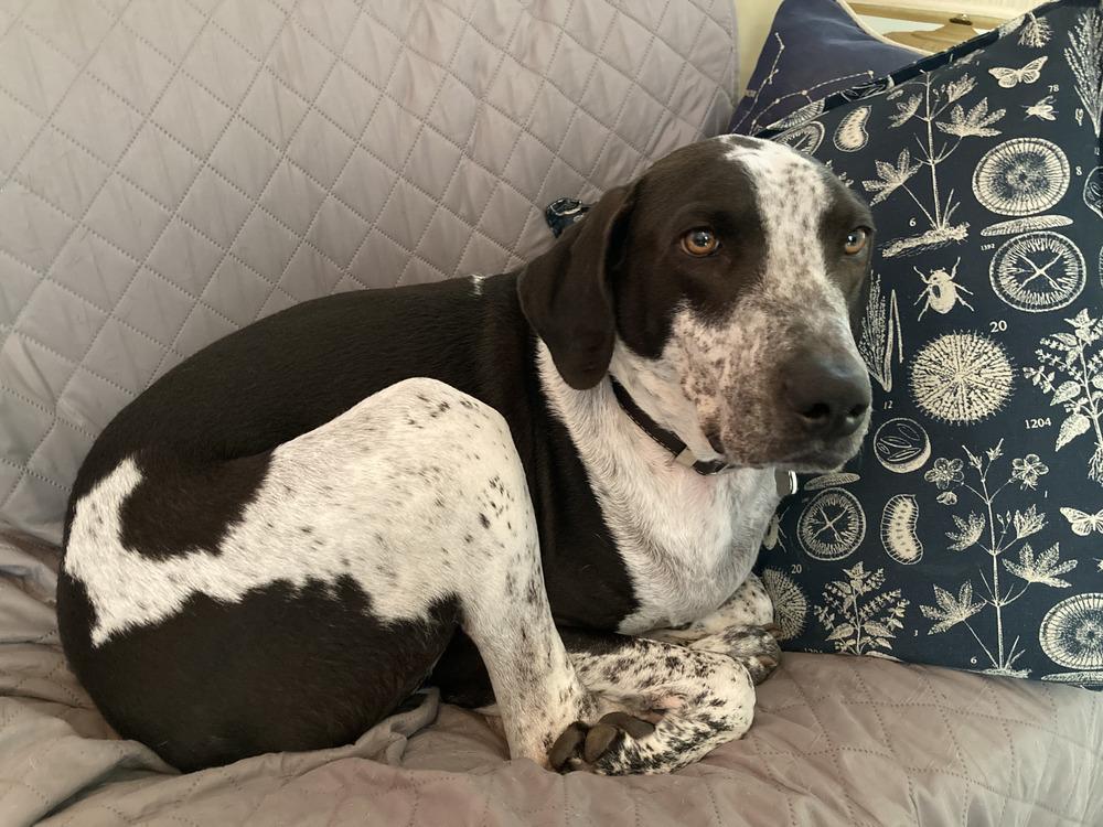 Enlarge Shadow, a Adoptable mixed breed in St. Petersburg, FL image 3/6