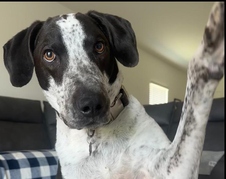 Enlarge Shadow, a Adoptable mixed breed in St. Petersburg, FL image 4/6