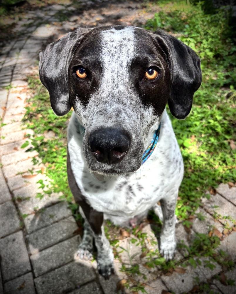 Enlarge Shadow, a Adoptable mixed breed in St. Petersburg, FL image 4/6