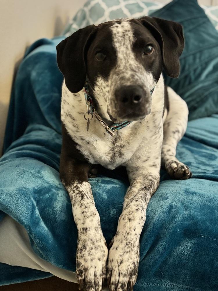 Enlarge Shadow, a Adoptable mixed breed in St. Petersburg, FL image 5/6