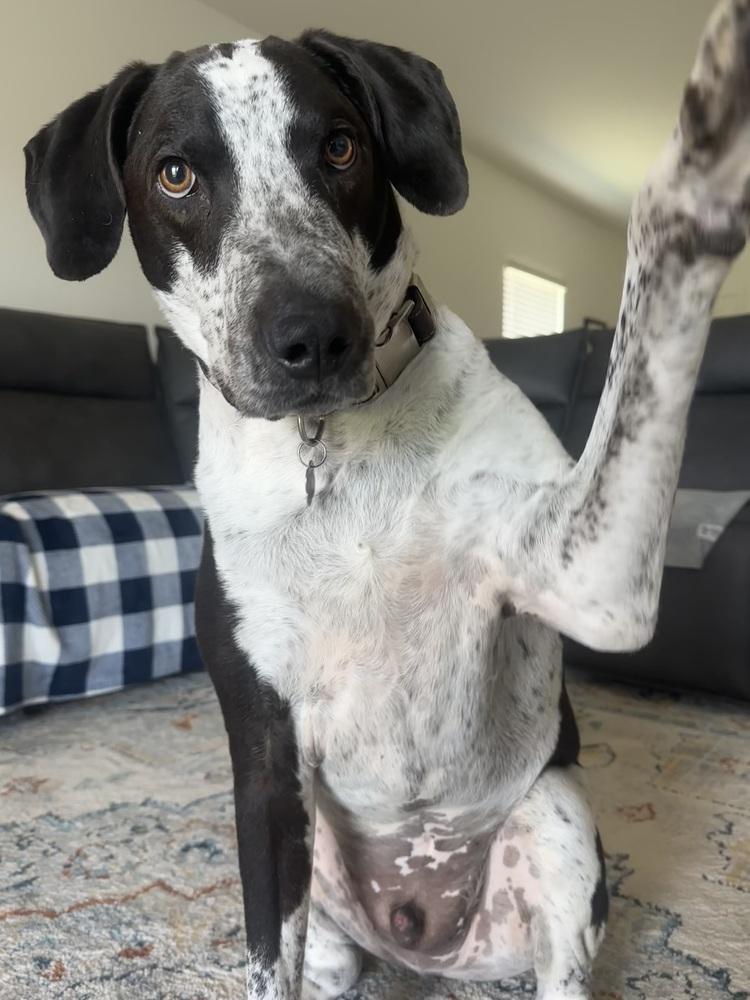 Enlarge Shadow, a Adoptable mixed breed in St. Petersburg, FL image 6/6