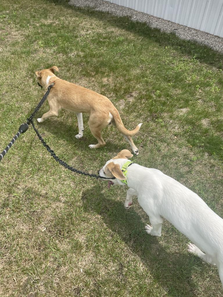 Enlarge Kolton, a Adoptable mixed breed in Midland, MI image 3/5