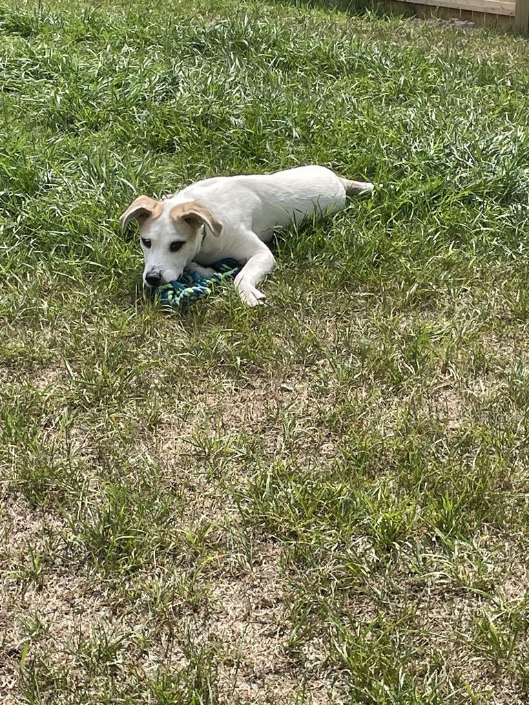 Enlarge Kolton, a Adoptable mixed breed in Midland, MI image 4/5