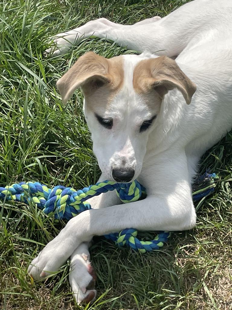 Enlarge Kolton, a Adoptable mixed breed in Midland, MI image 5/5