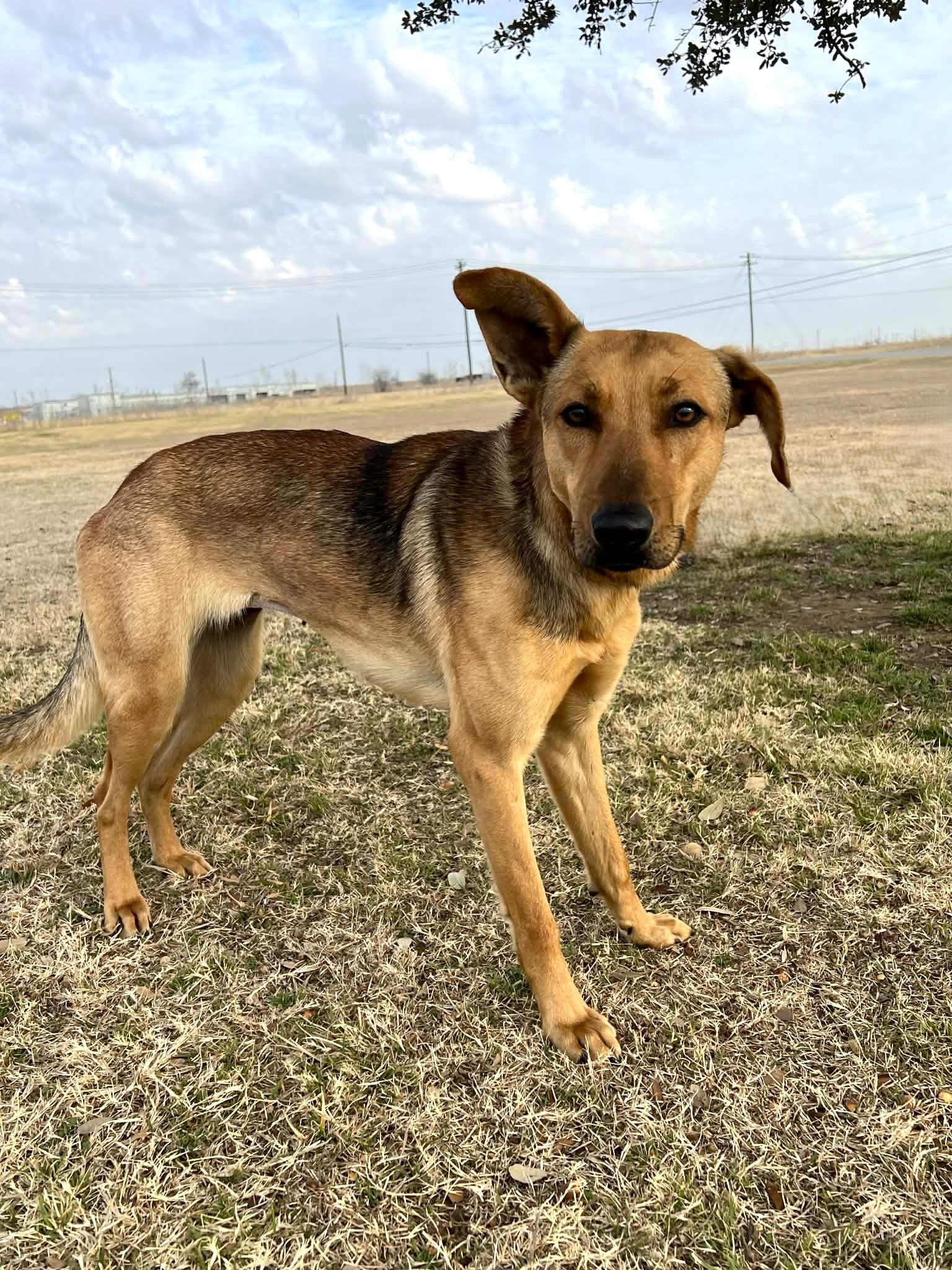 Enlarge Lola , a ADOPTABLE mixed breed in Cleburne, TX image 3/3