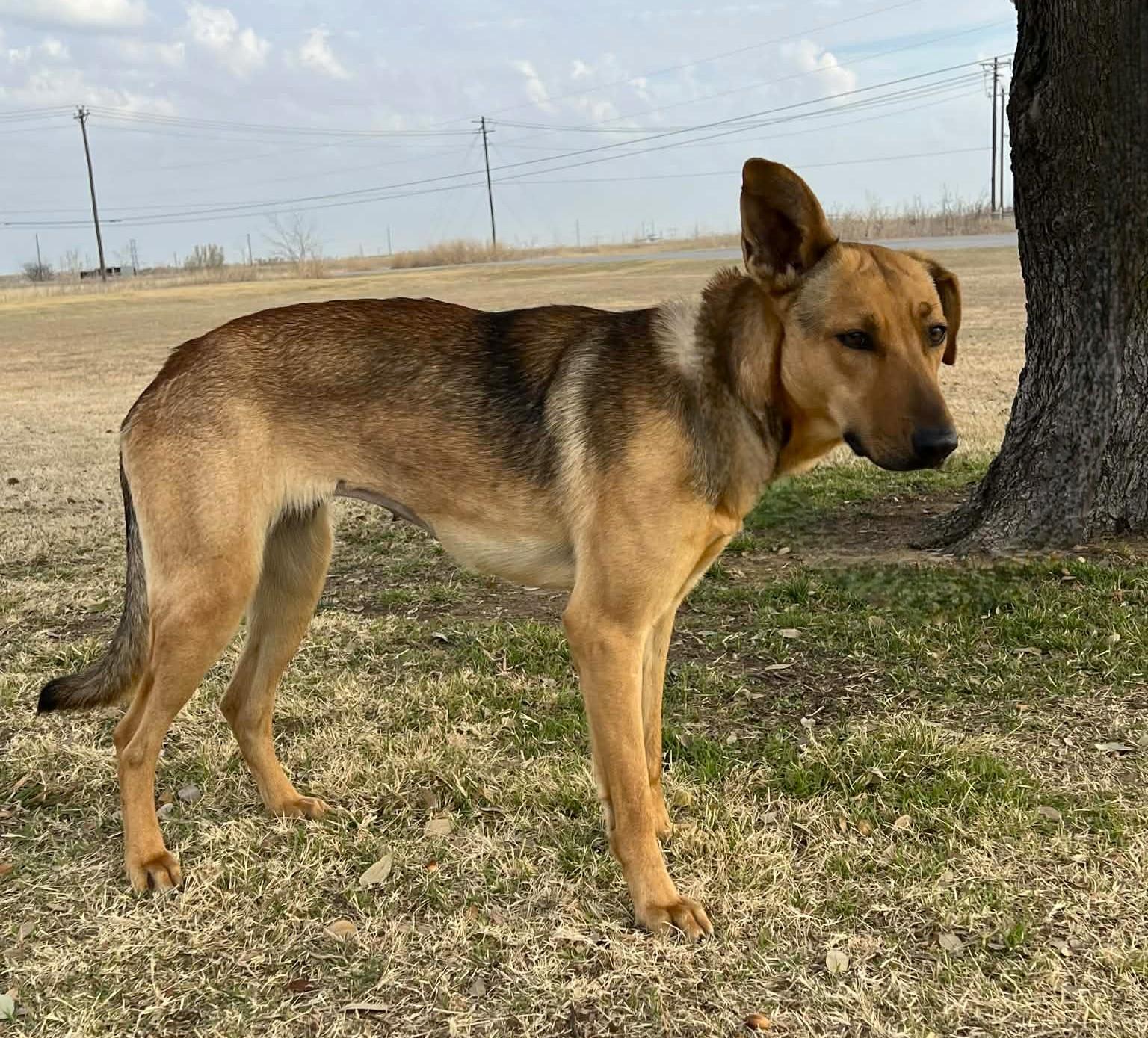 Lola , ADOPTABLE, Adult Female German Shepherd Dog.