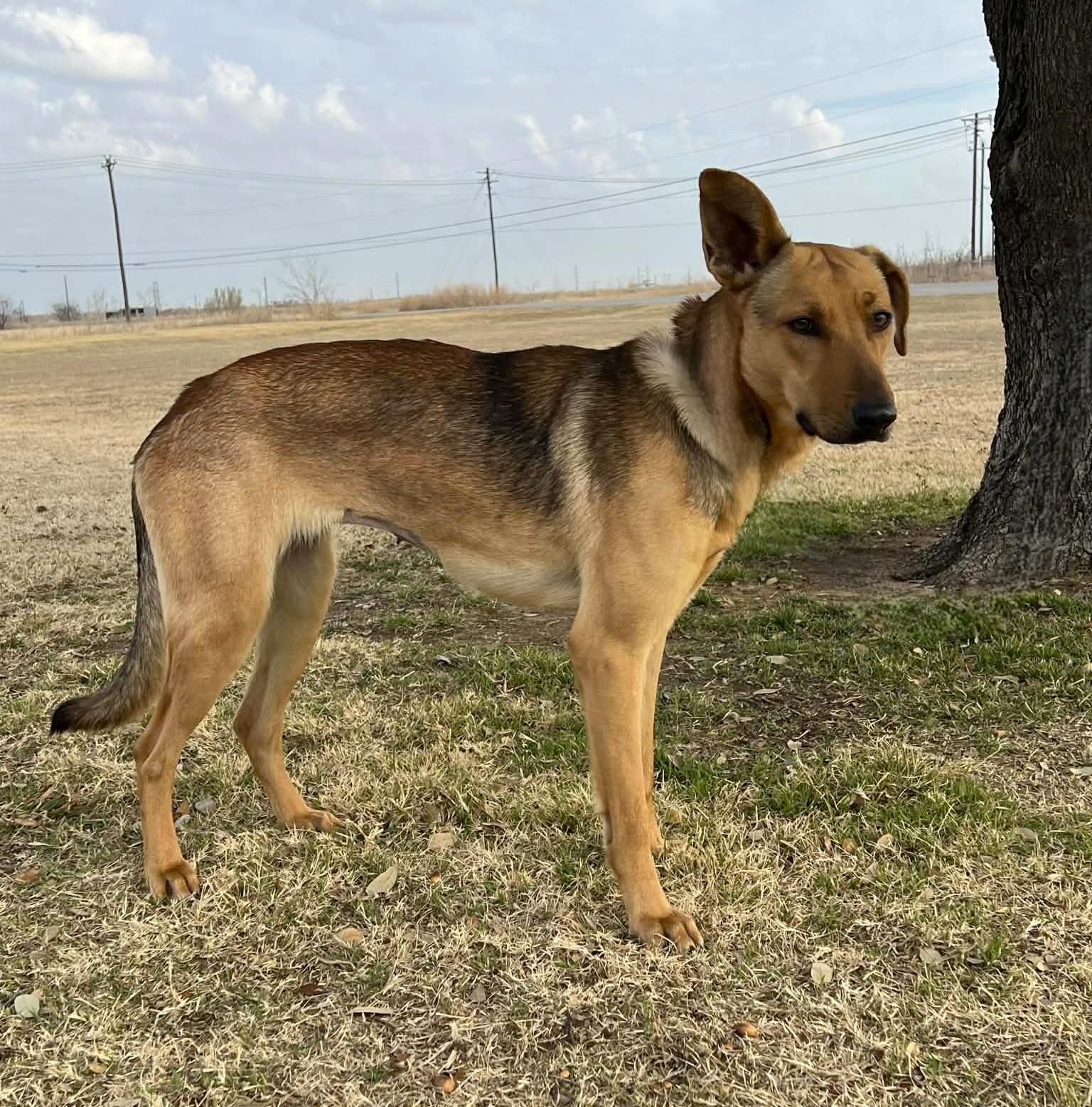 Enlarge Lola , a ADOPTABLE mixed breed in Cleburne, TX image 2/3