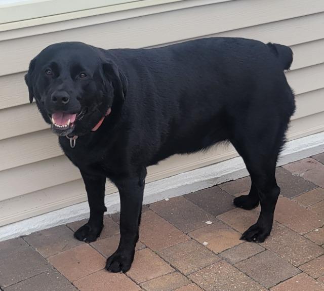 Rosie, Adoptable, Adult Female Labrador Retriever.
