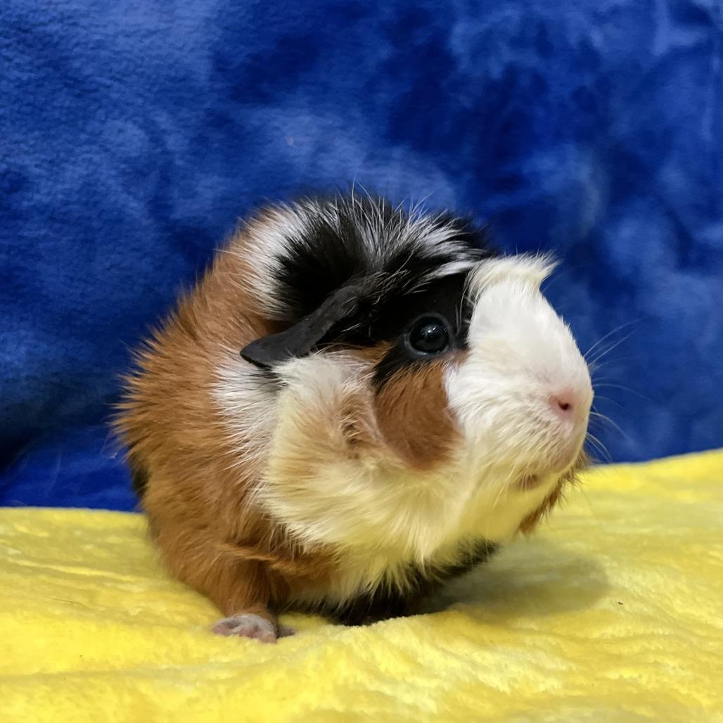 Anna (bonded to Elsa), Adoptable, Young Female Guinea Pig.