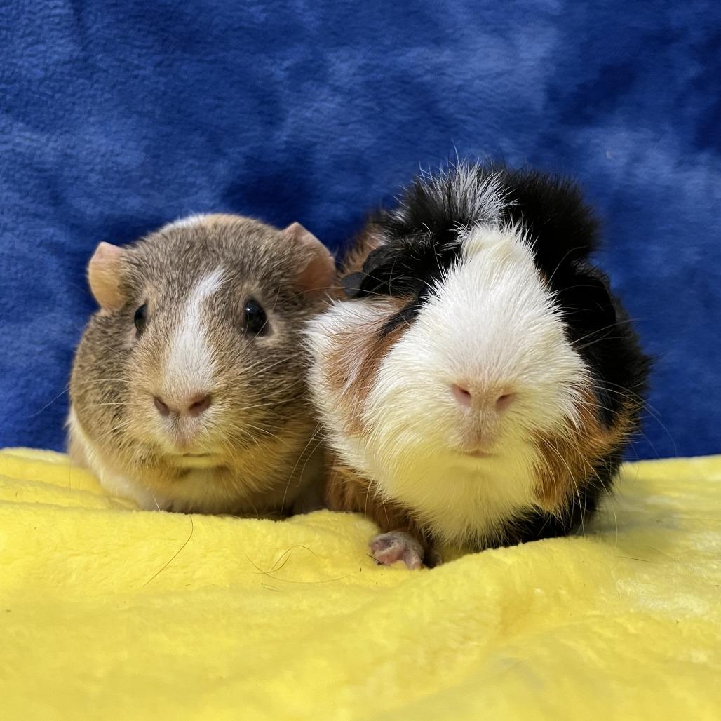 Anna (bonded to Elsa), a Adoptable Guinea Pig in Decatur, GA image 2/5