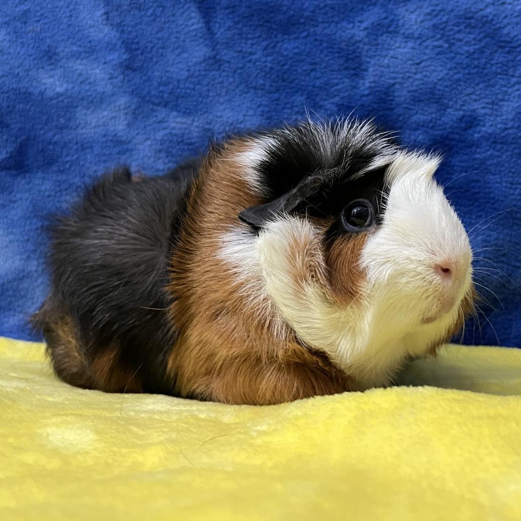 Anna (bonded to Elsa), a Adoptable Guinea Pig in Decatur, GA image 3/5