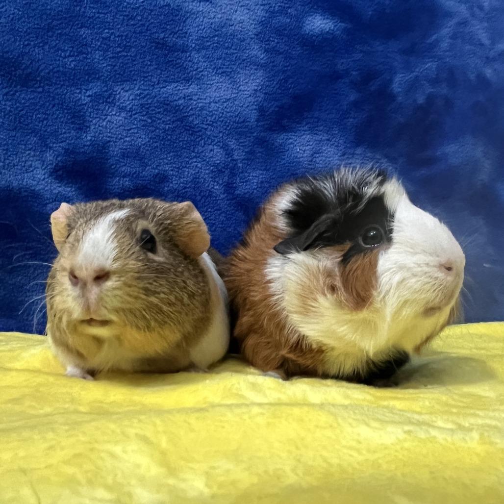 Anna (bonded to Elsa), a Adoptable Guinea Pig in Decatur, GA image 4/5