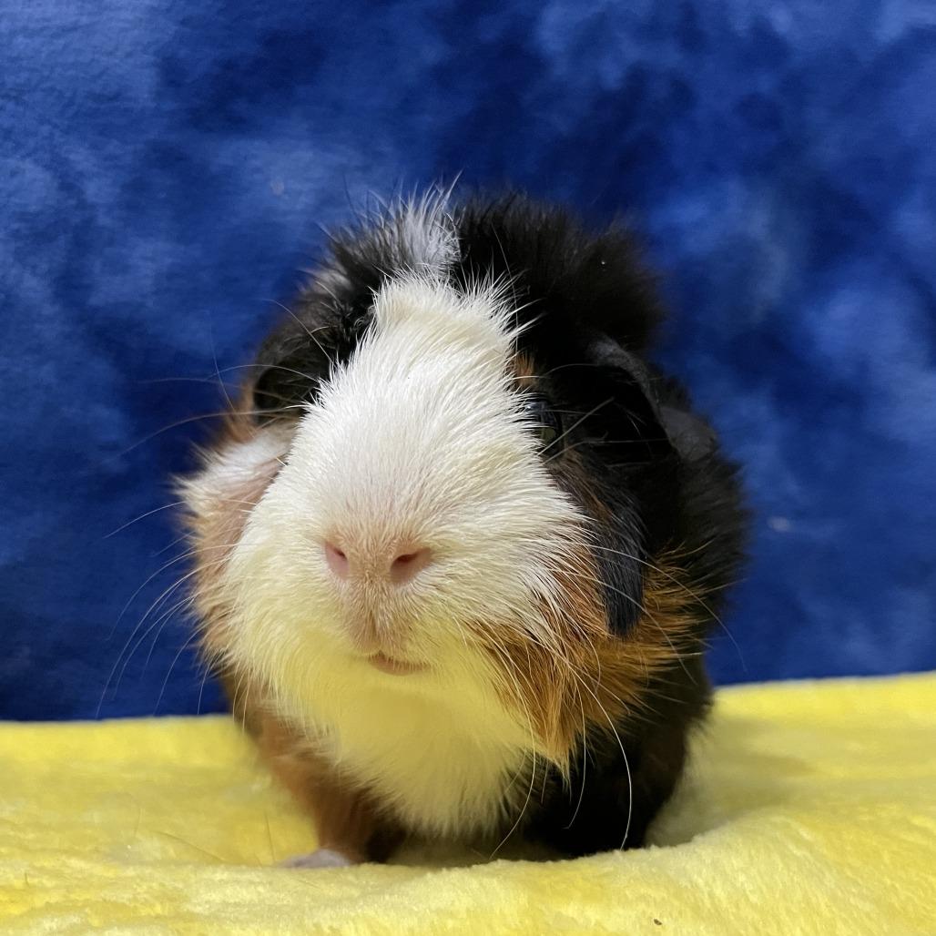 Anna (bonded to Elsa), a Adoptable Guinea Pig in Decatur, GA image 5/5