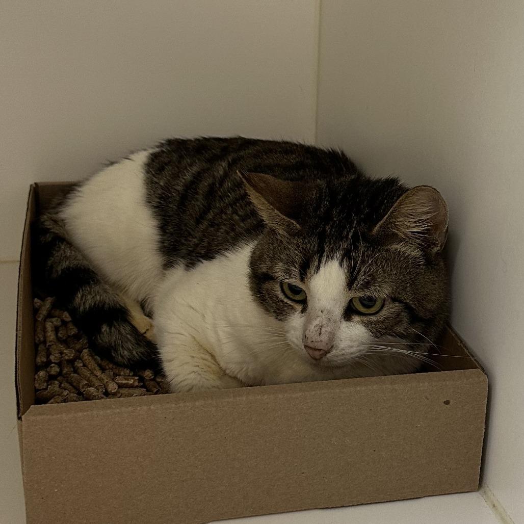 Enlarge Kori 21, a Adoptable Domestic Short Hair in Philadelphia, PA image 1/5