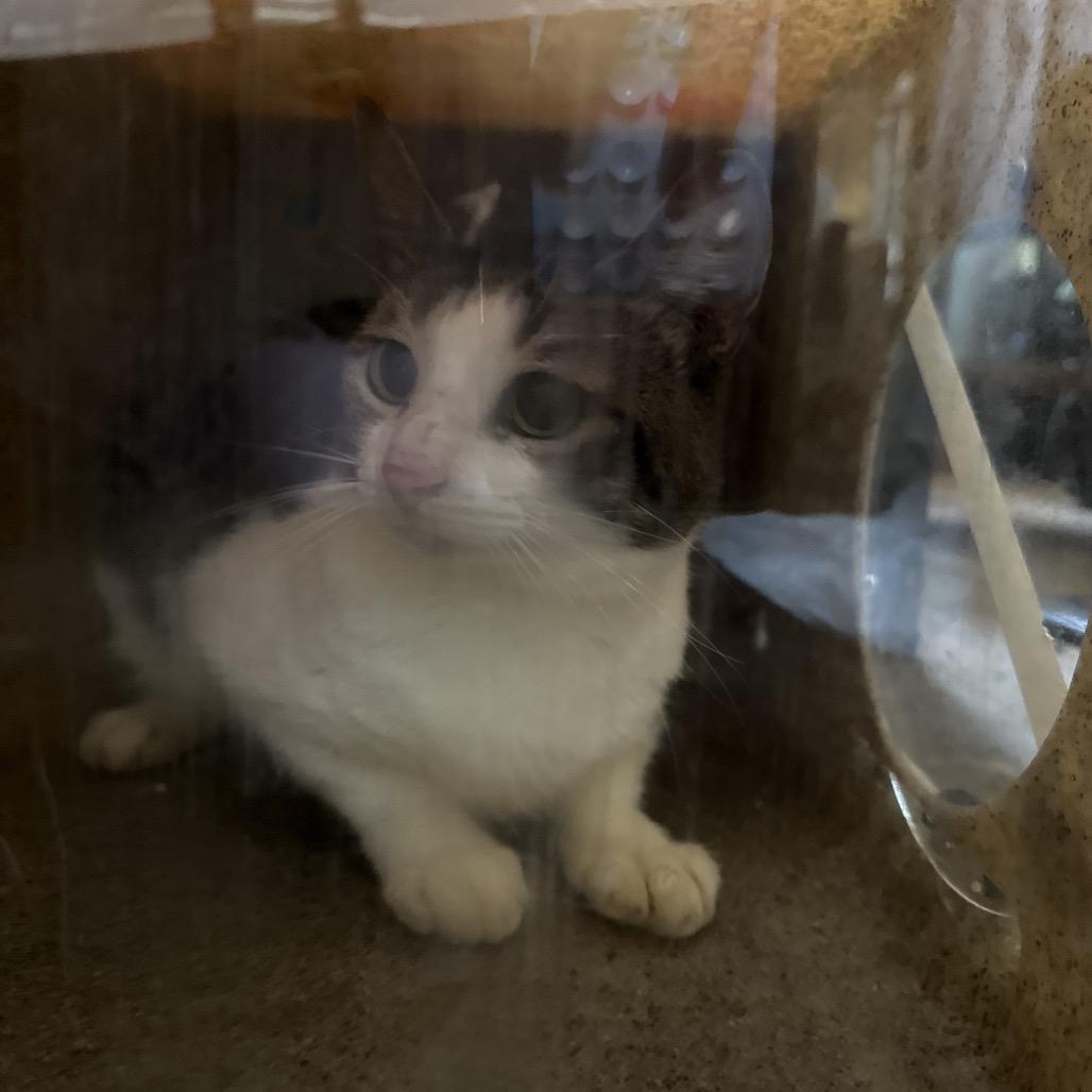 Enlarge Kori 21, a Adoptable Domestic Short Hair in Philadelphia, PA image 2/5