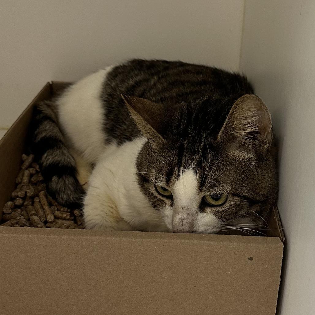 Enlarge Kori 21, a Adoptable Domestic Short Hair in Philadelphia, PA image 3/5