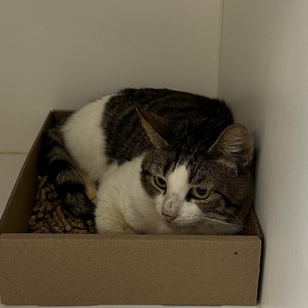 Enlarge Kori 21, a Adoptable Domestic Short Hair in Philadelphia, PA image 4/5